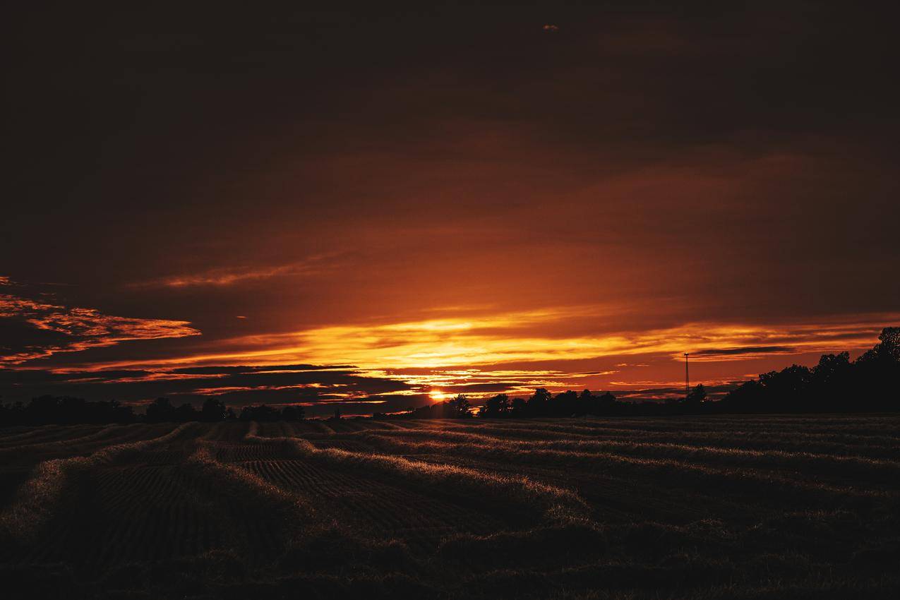 自然,夕阳,田野,风景