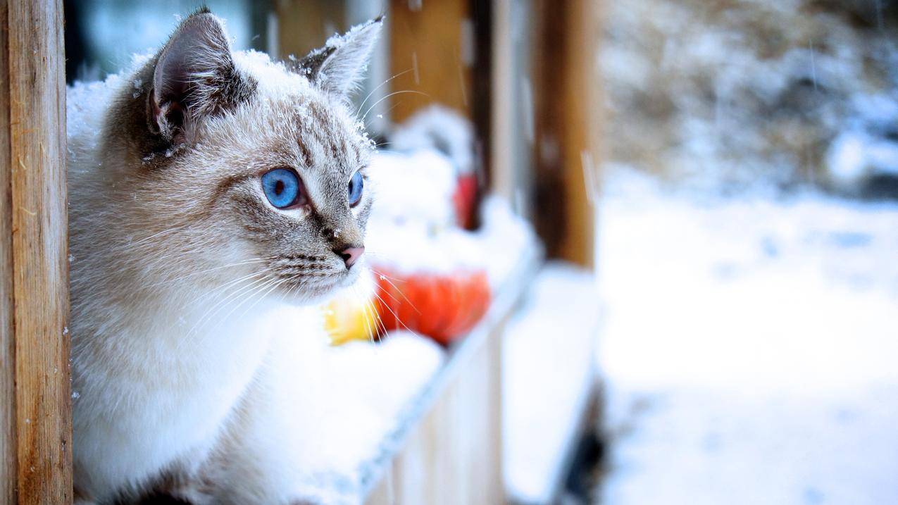 蓝眼睛,猫,雪,动物