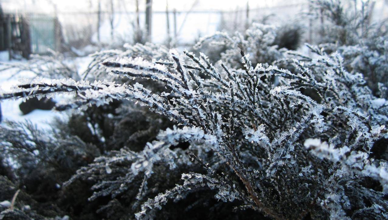 俄罗斯,冬天,雪,植物,霜冻,雪花