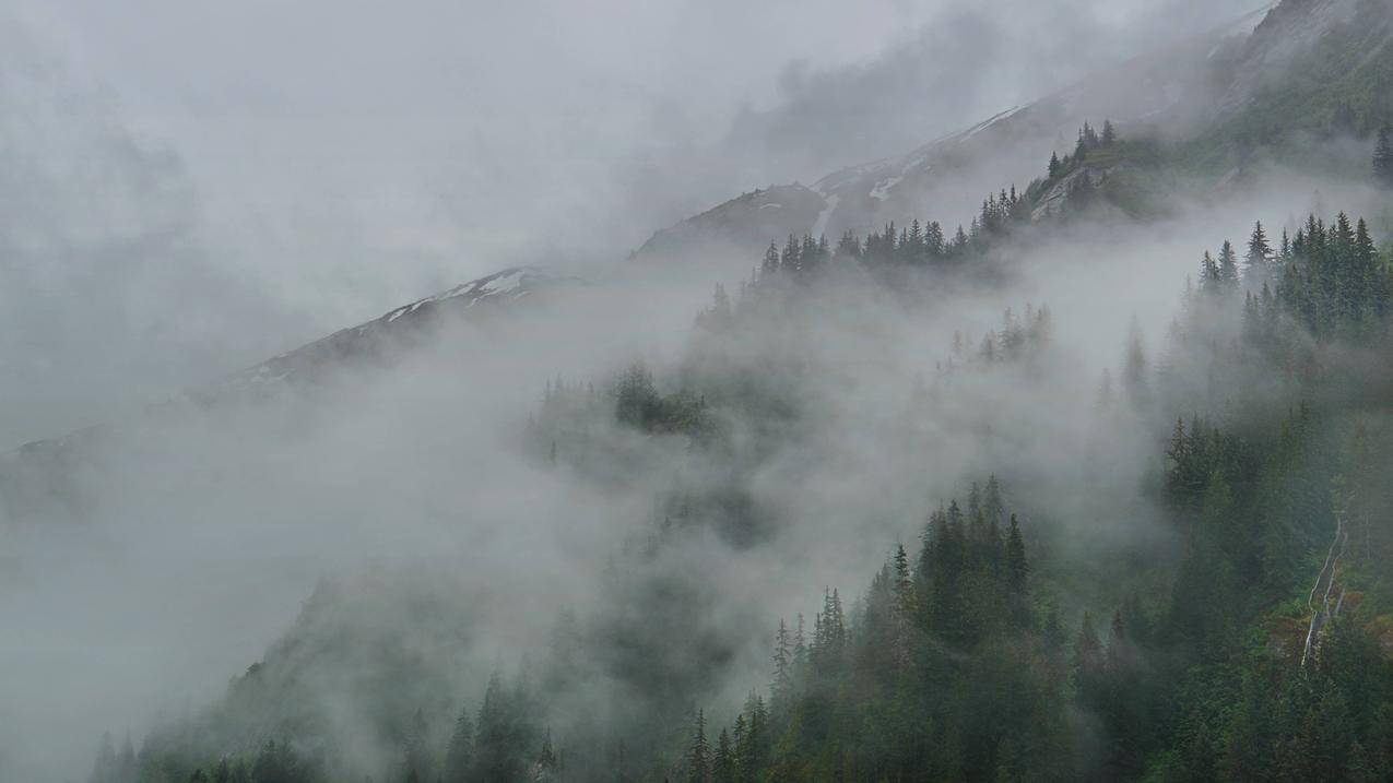 云,雾,森林,阿拉斯加,TracyArm