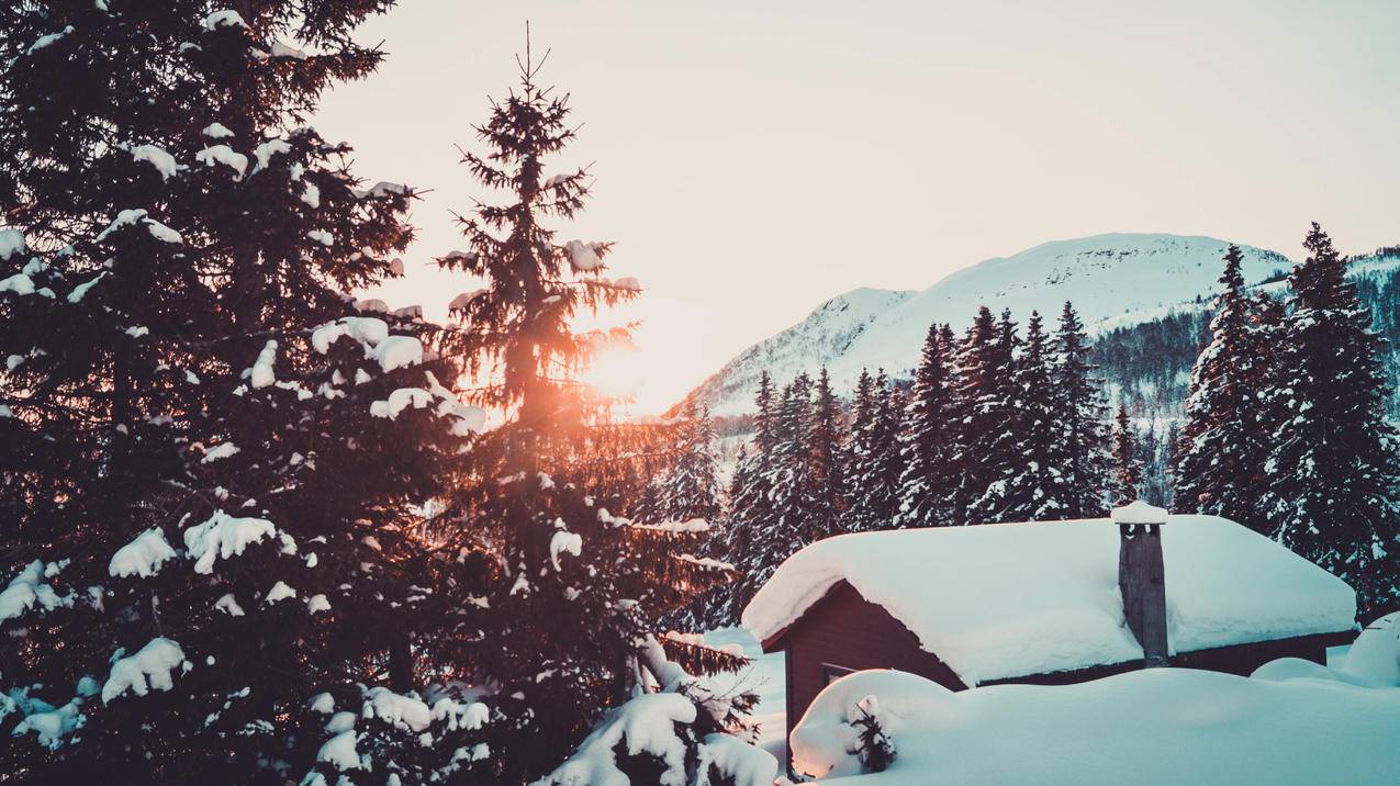雪,冬天,松树,山,小屋,森林,挪威,阳光,早晨