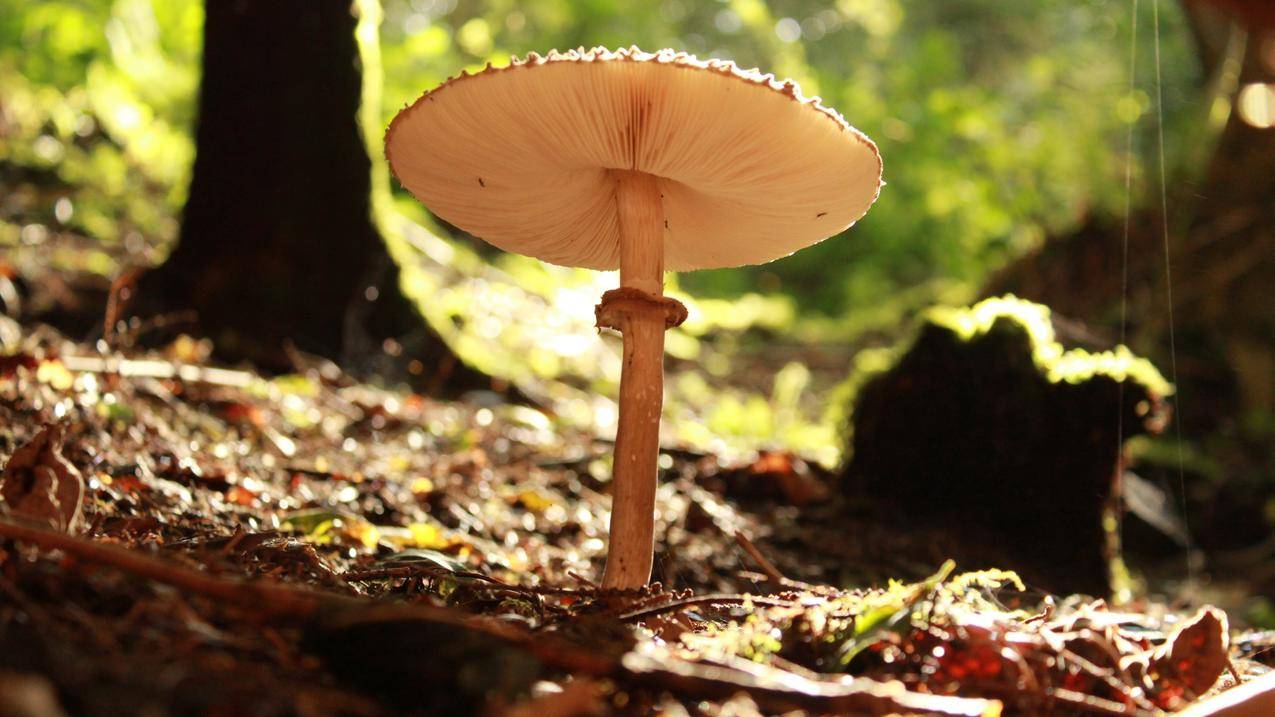 天然蘑菇