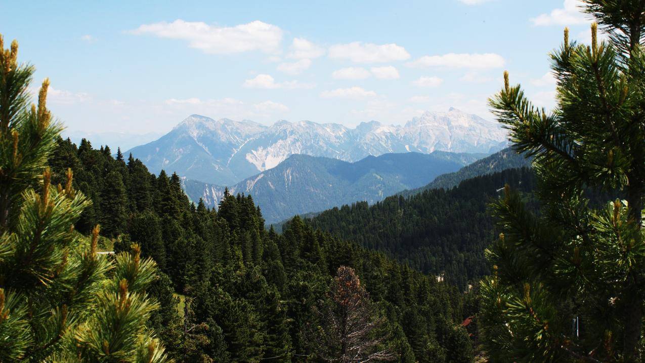 风景,森林,山脉,绿色