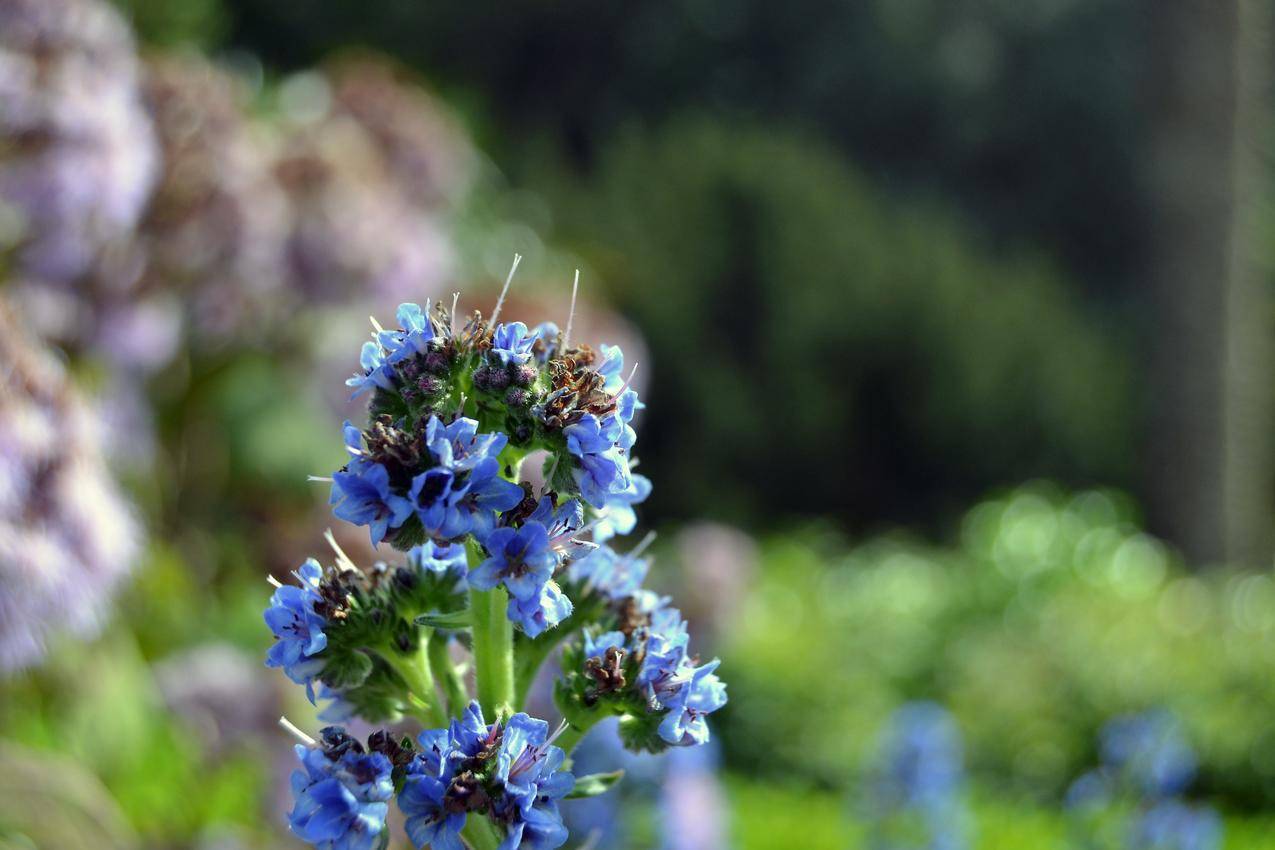 宏观blueflowers,植物,花朵