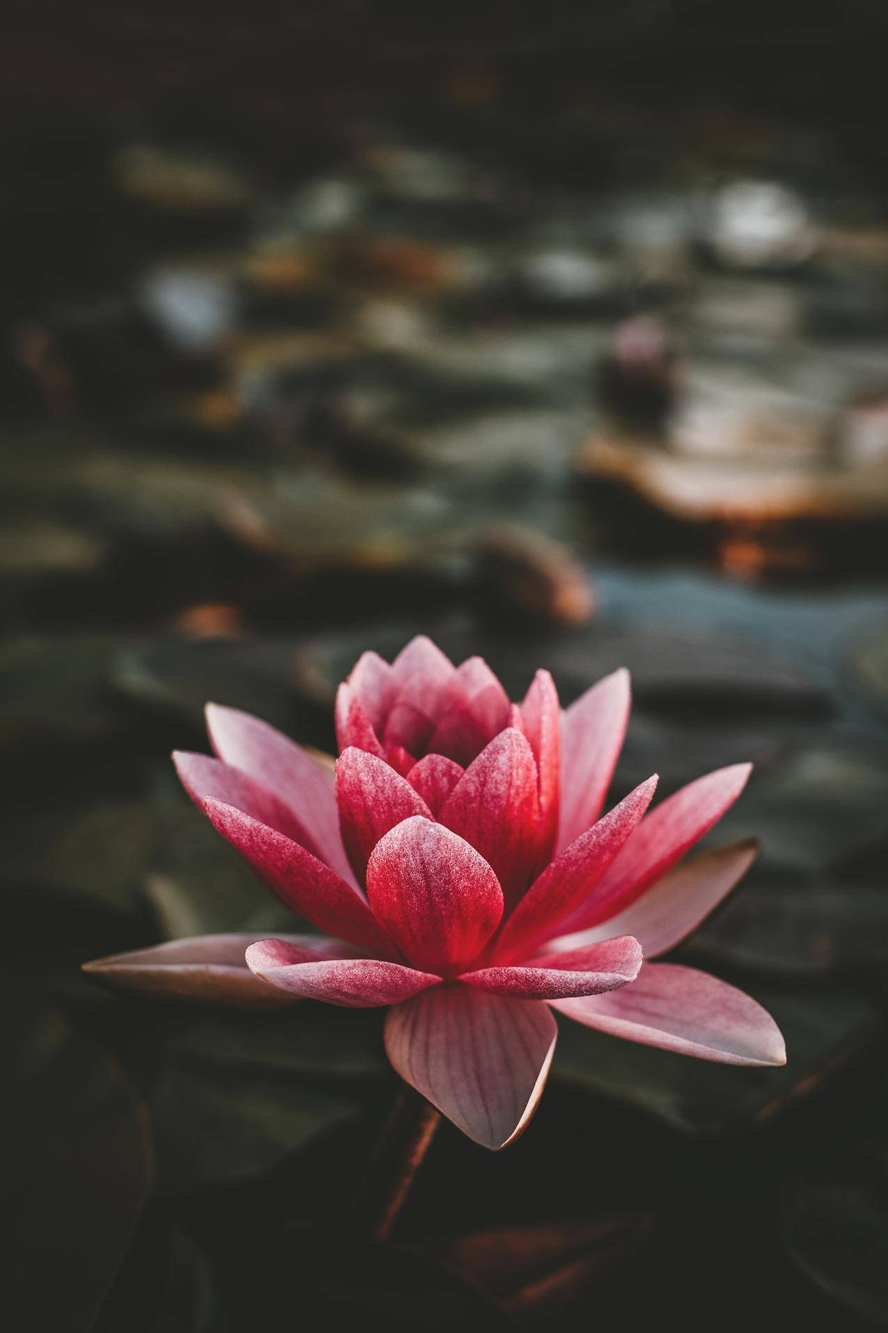 自然,花,宏,植物