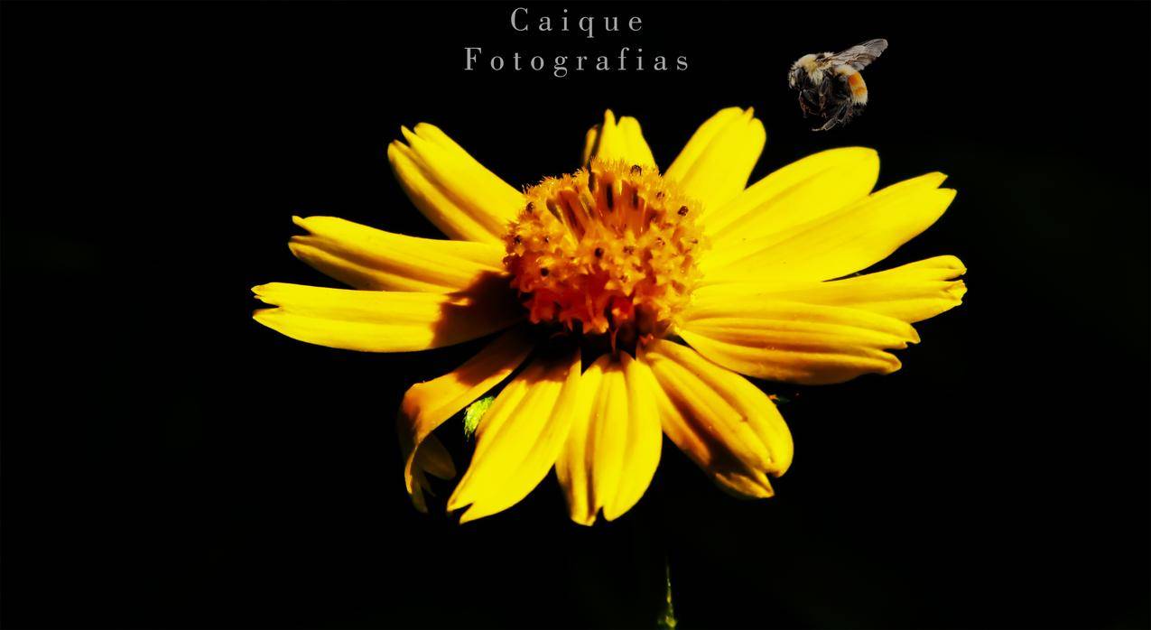 蜜蜂,花,雏菊,苍蝇,五彩缤纷,大自然