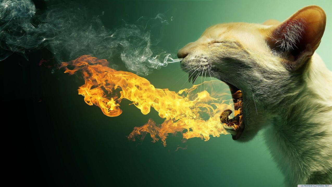猫,火,烟