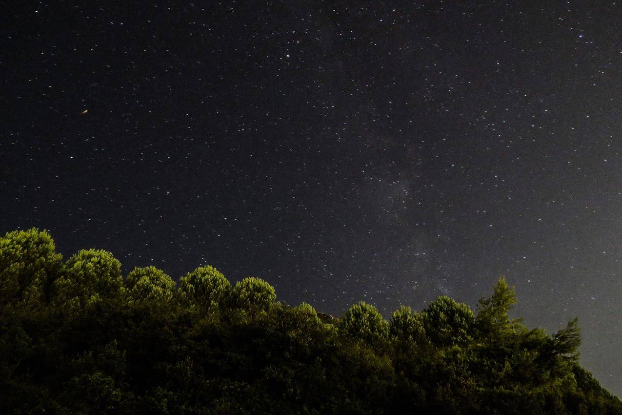 自然,树木,夜晚