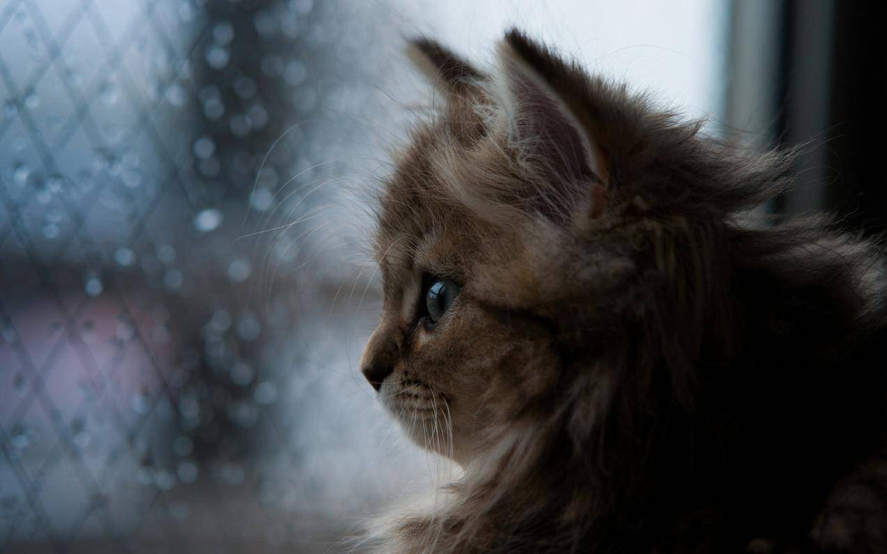 BenTorode,脸,猫,波,窗,水滴,动物,雨