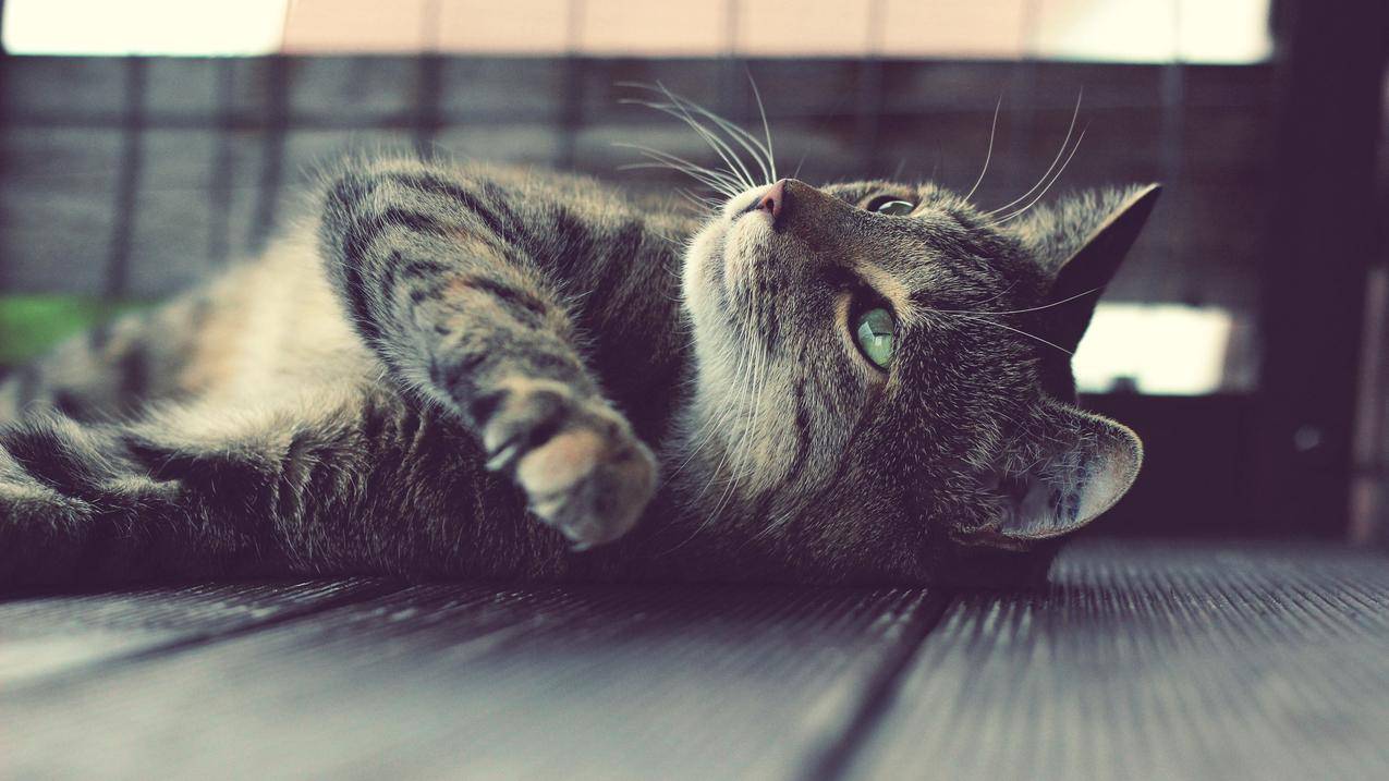 猫