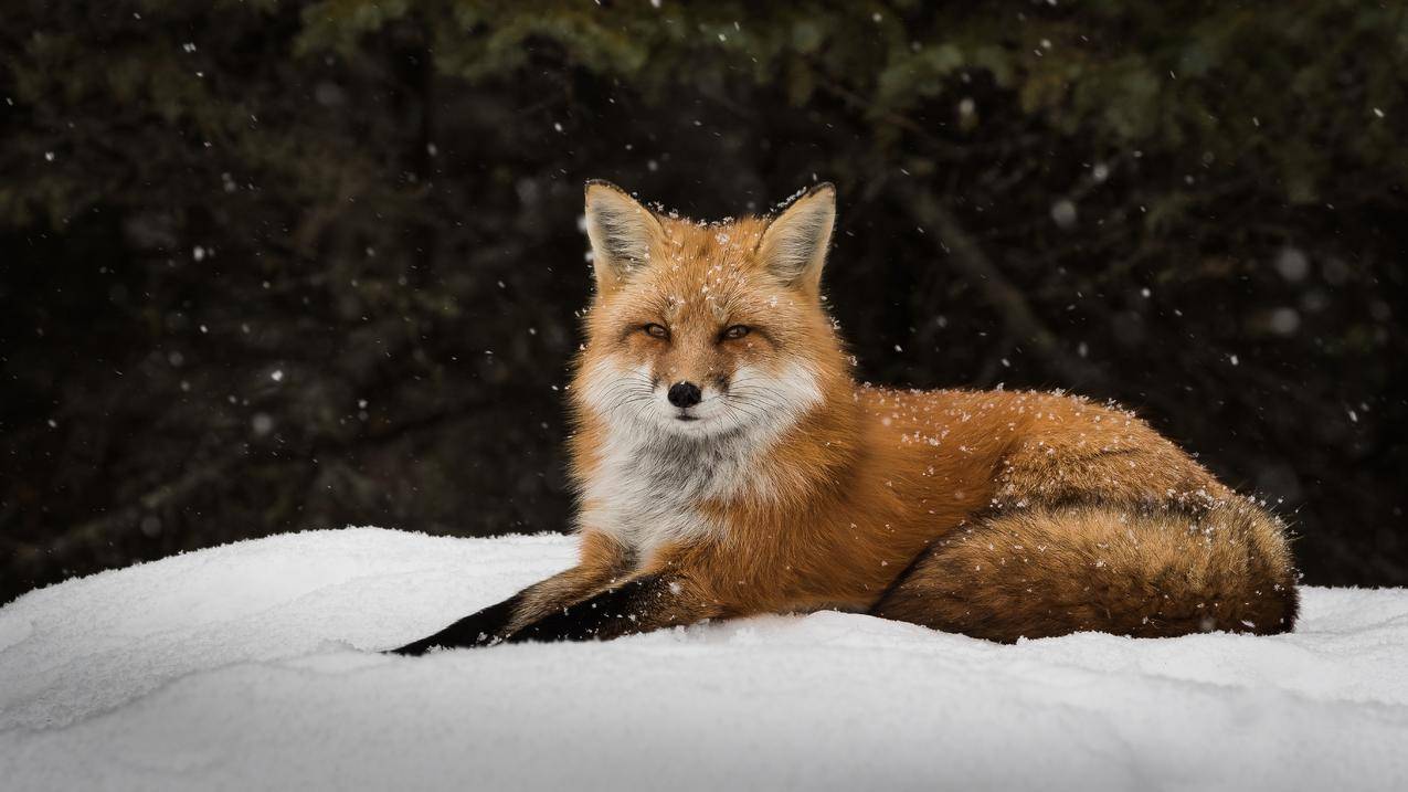 狐狸,冬天,雪,动物