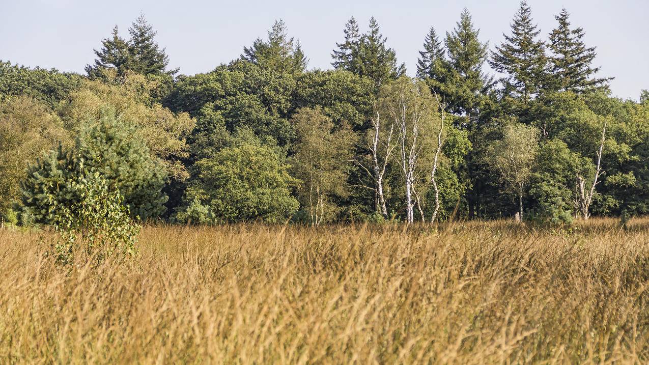 DeHogeVeluwe,自然,荷兰