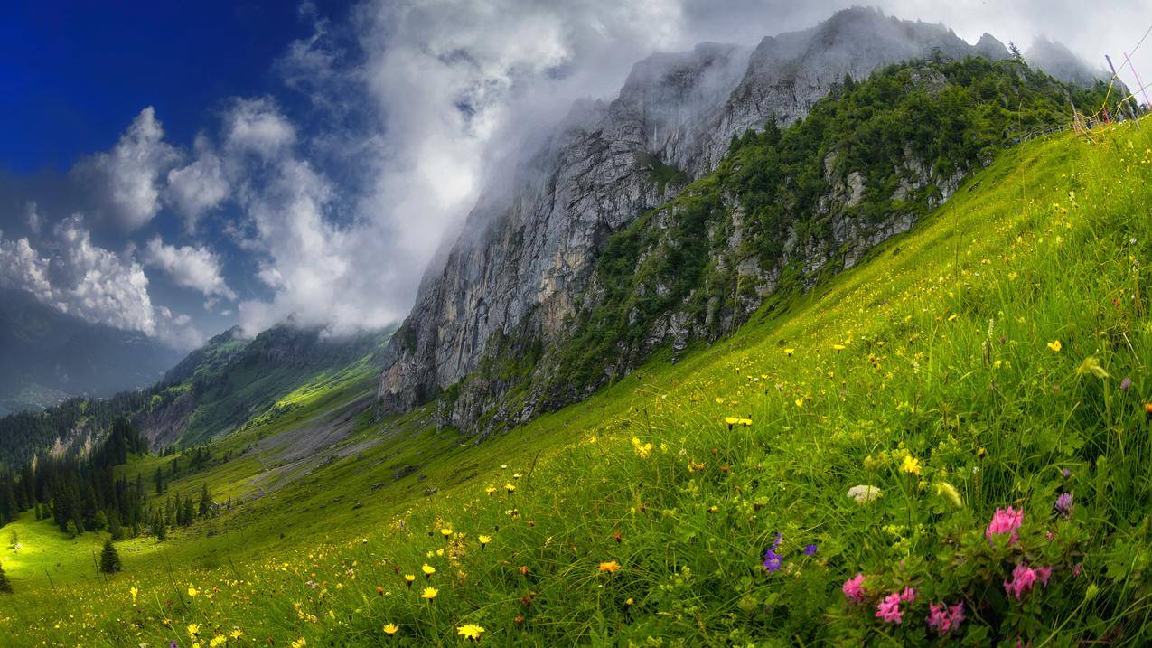 花卉,自然,景观,山