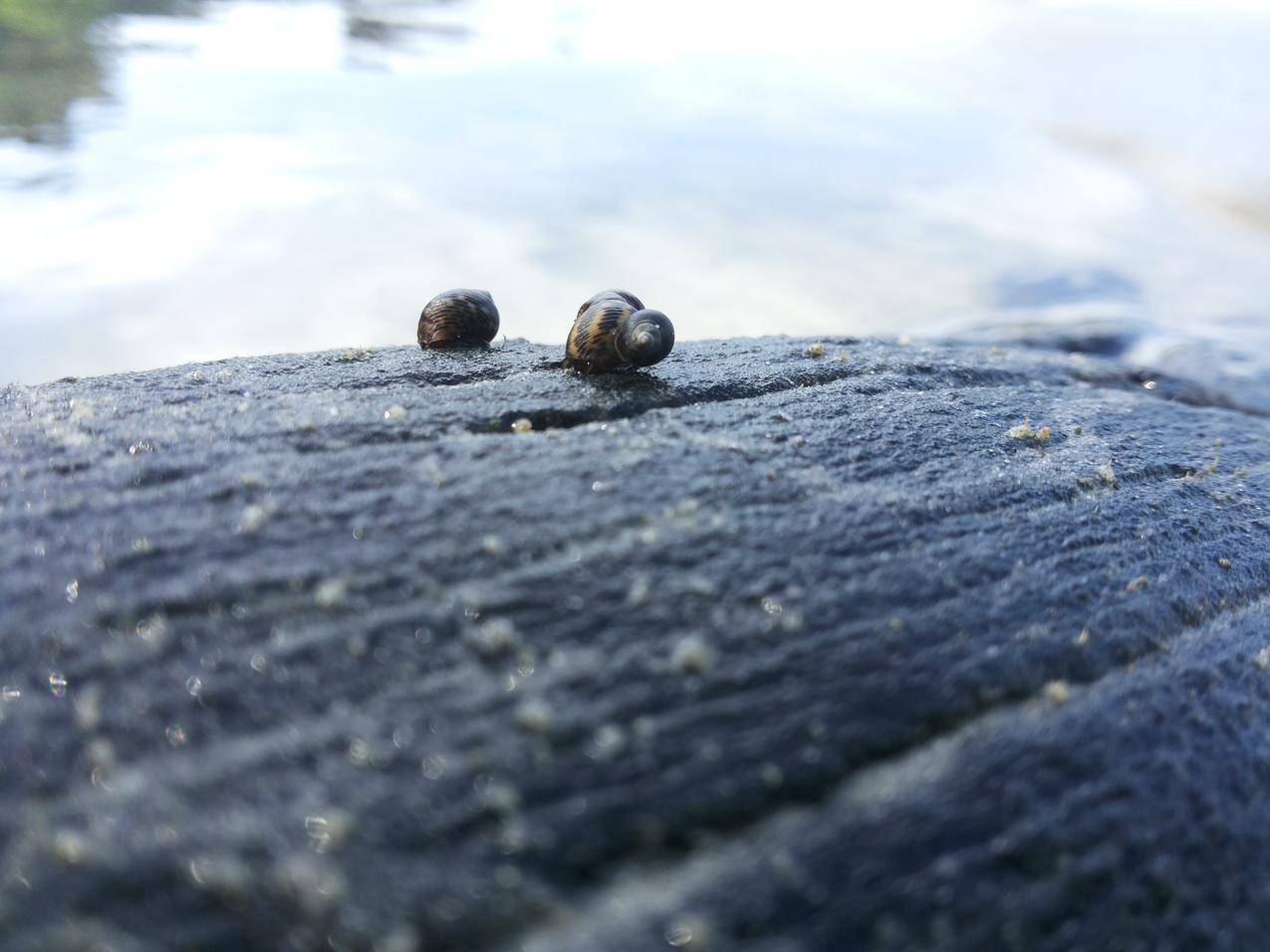 海滩,贝壳,自然,动物,亚洲,马来西亚,波特迪克森