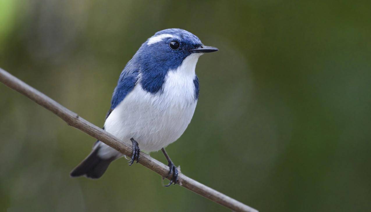 鸟类,动物,蓝色,ultramarineflycatcher