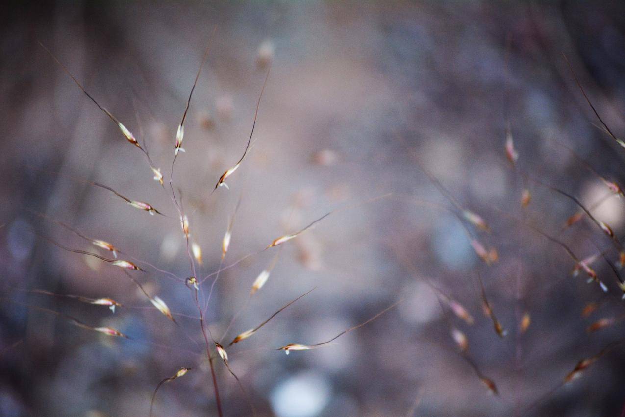 冬季,干燥,植物