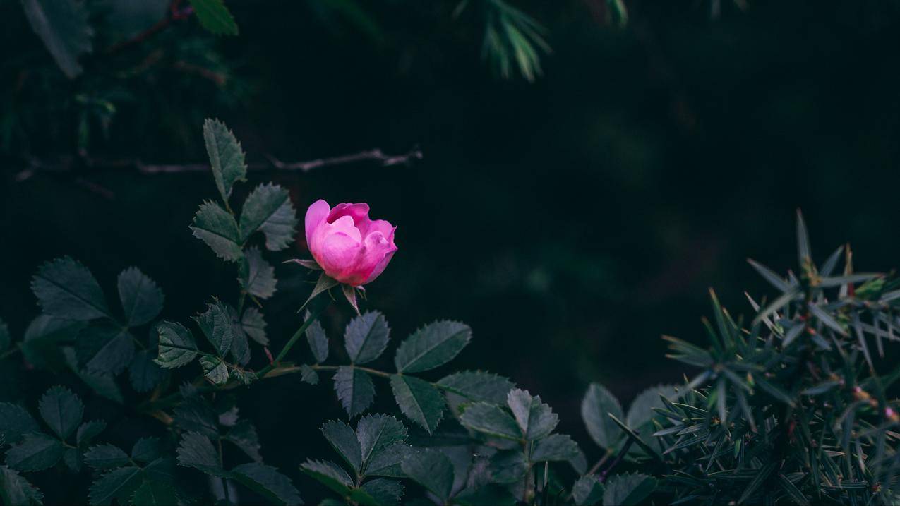 自然,树木,枝,叶,花,玫瑰,黑,depthoffield,Pinkflower