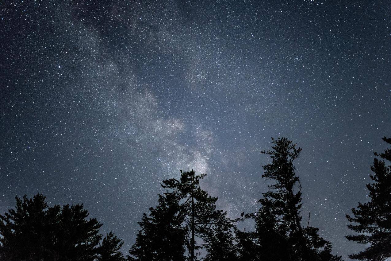 森林,树木,夜晚,夜空,星光