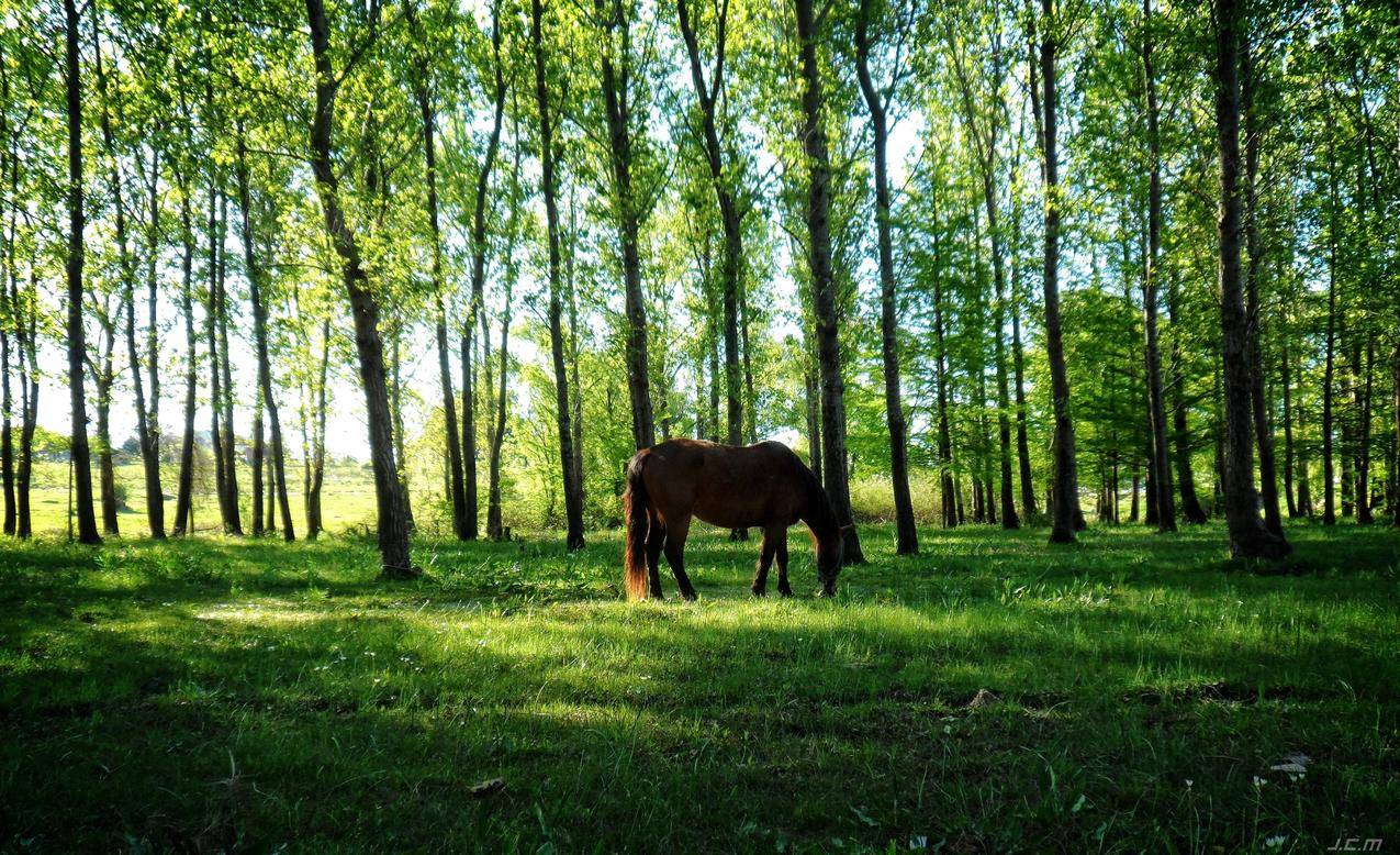 马,自然,乌拉圭,动物,树木
