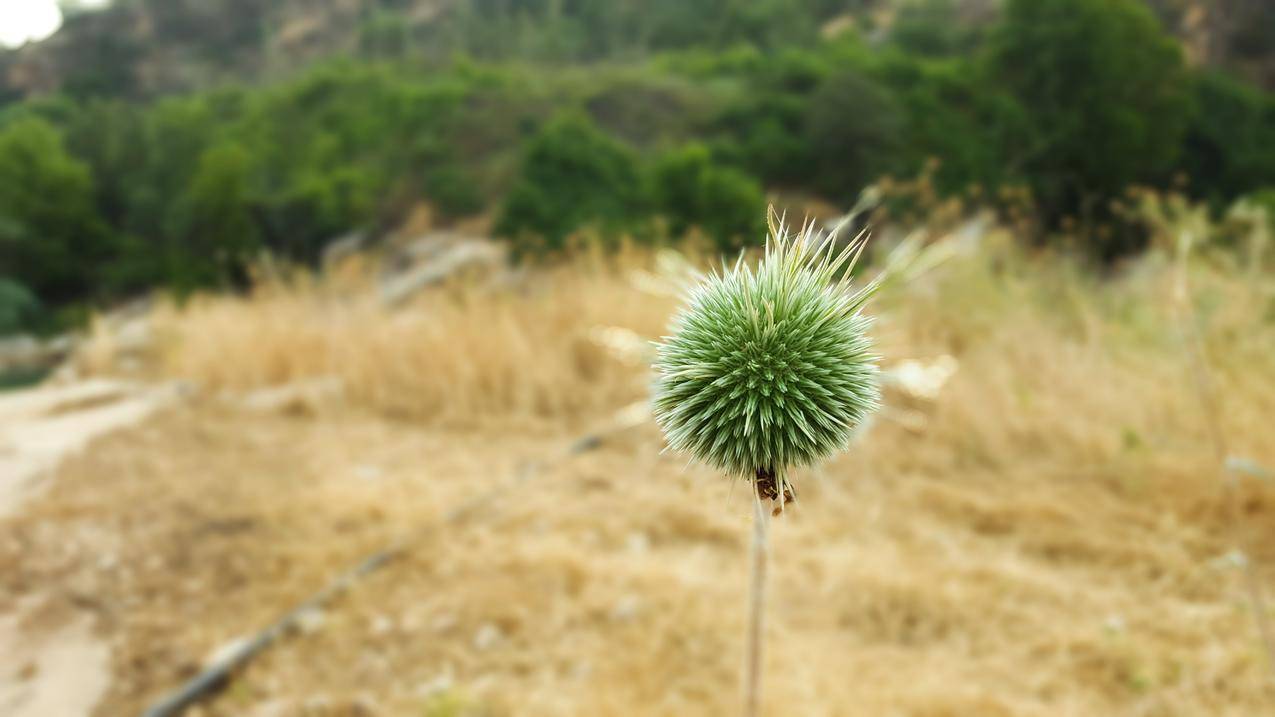 植物,博克