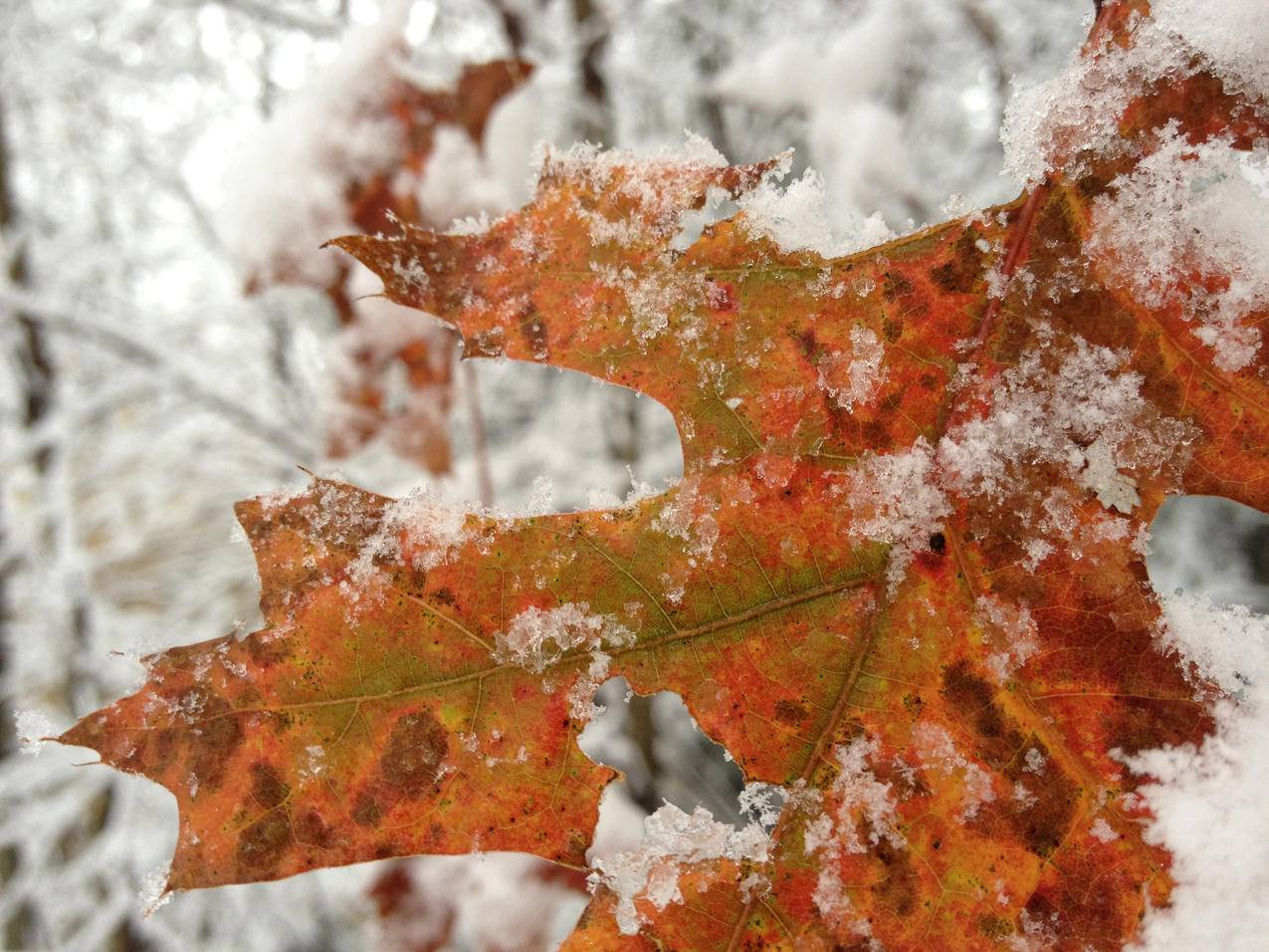 冬天,树叶,树木,雪,摄影,自然