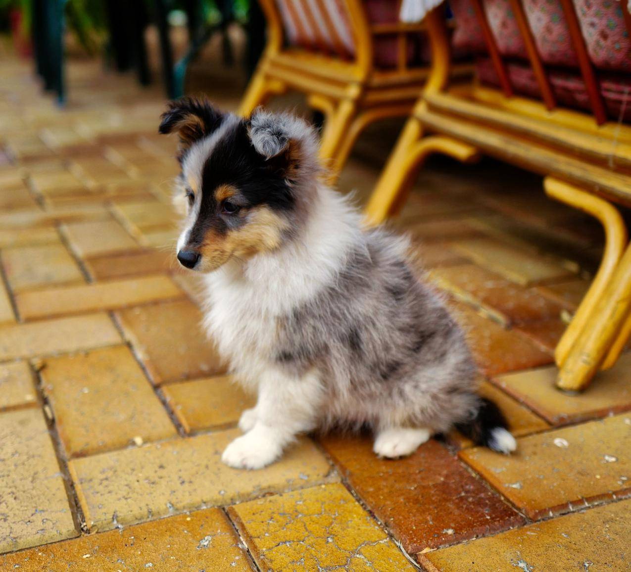 ShetlandSheepDog,狗,牧羊犬