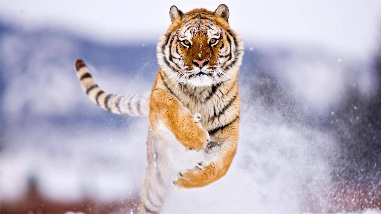 老虎,动物,雪,跳跃