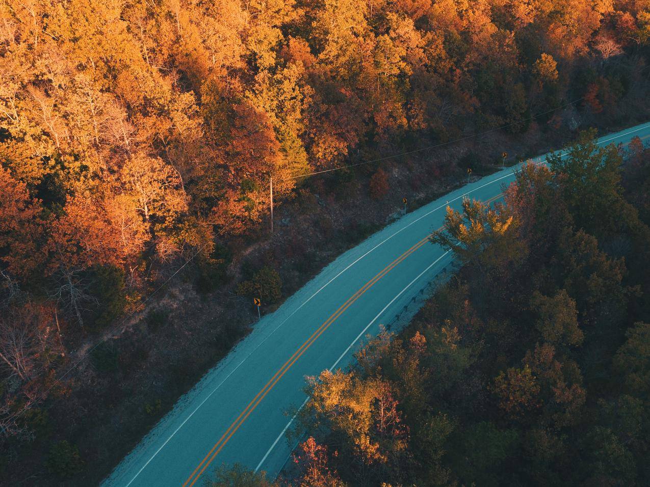道路,森林,树木,秋天,自然