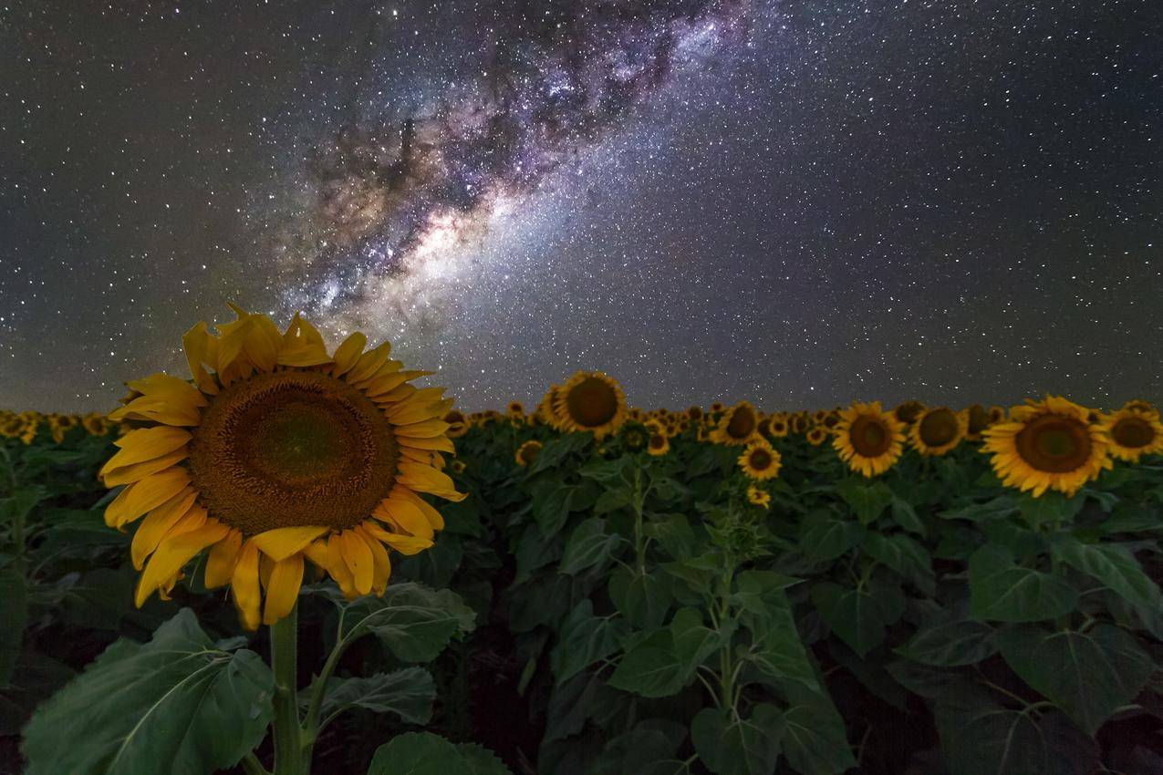 向日葵,澳大利亚,夜空,星星,空间,银河,银河