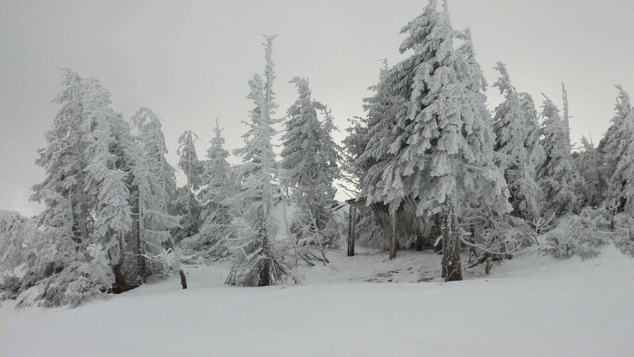 雪,树,自然,风景,冬天