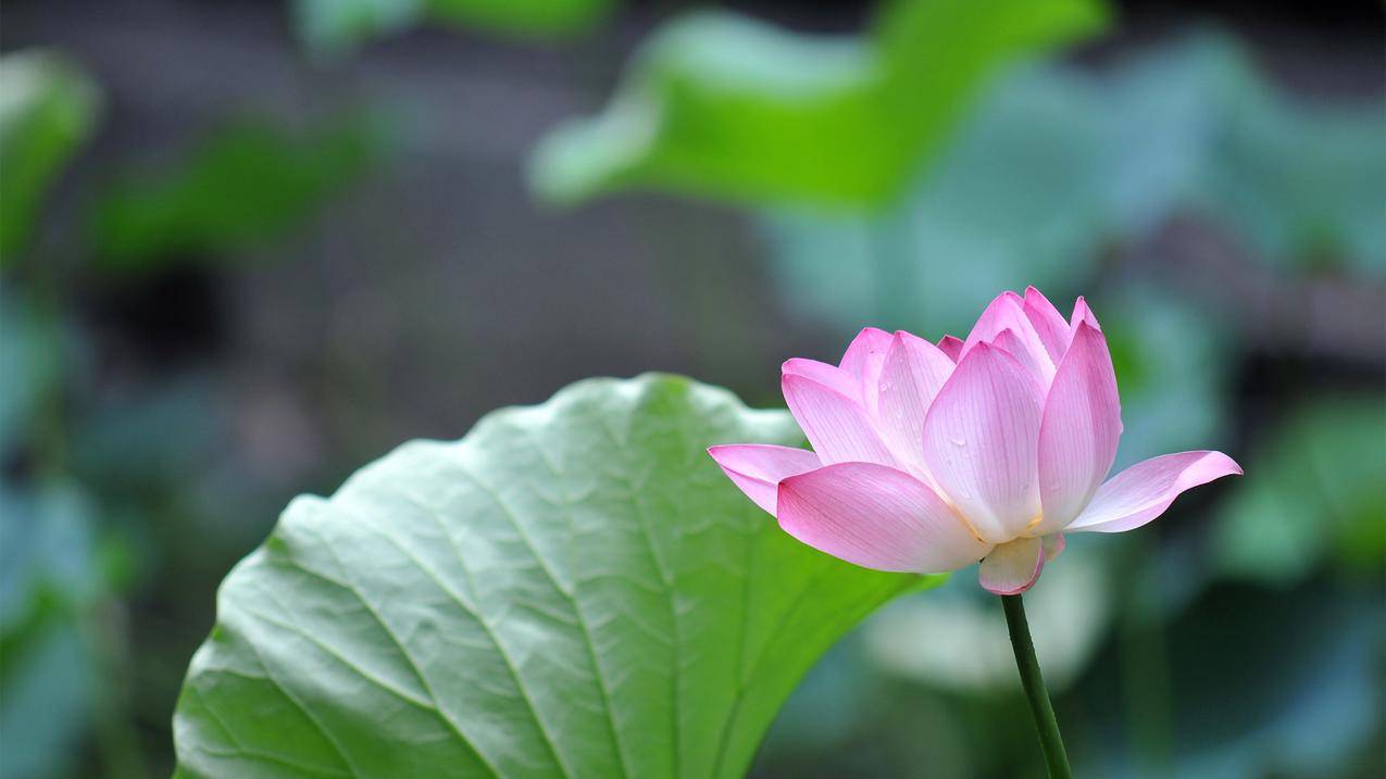 绿色,针叶,自然,莲花