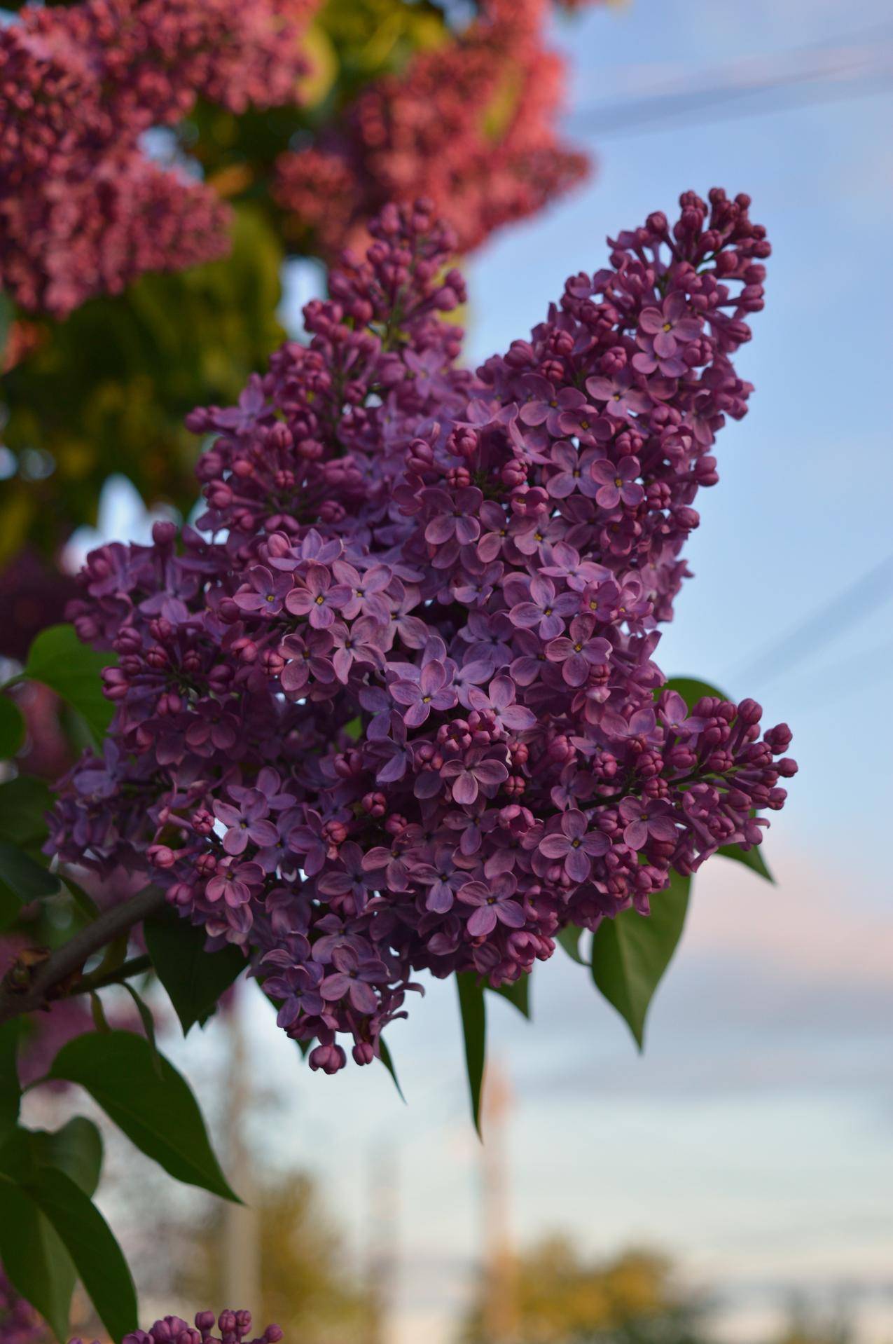 紫花紫丁香花