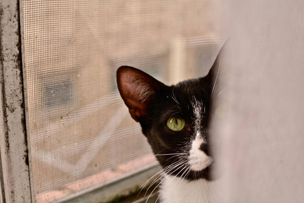格雷内斯,黑猫,猫,动物眼睛,猫眼