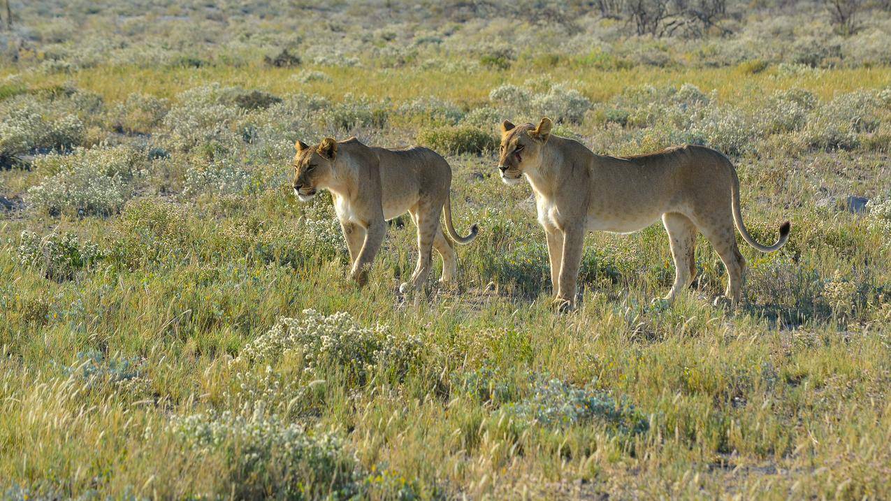 纳米比亚,狮子,动物,风景,草原,自然,野生动物,非洲,大猫咪