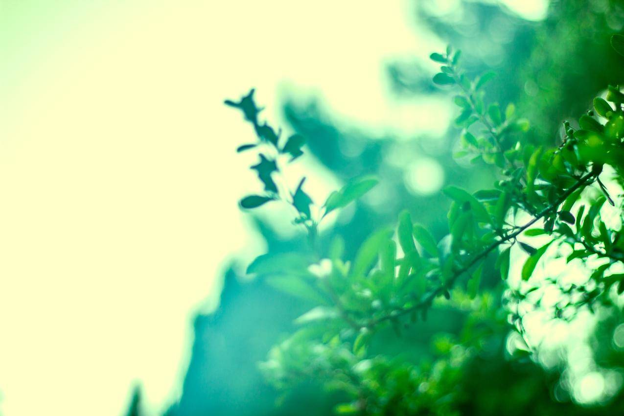 植物,绿色,树叶,树枝