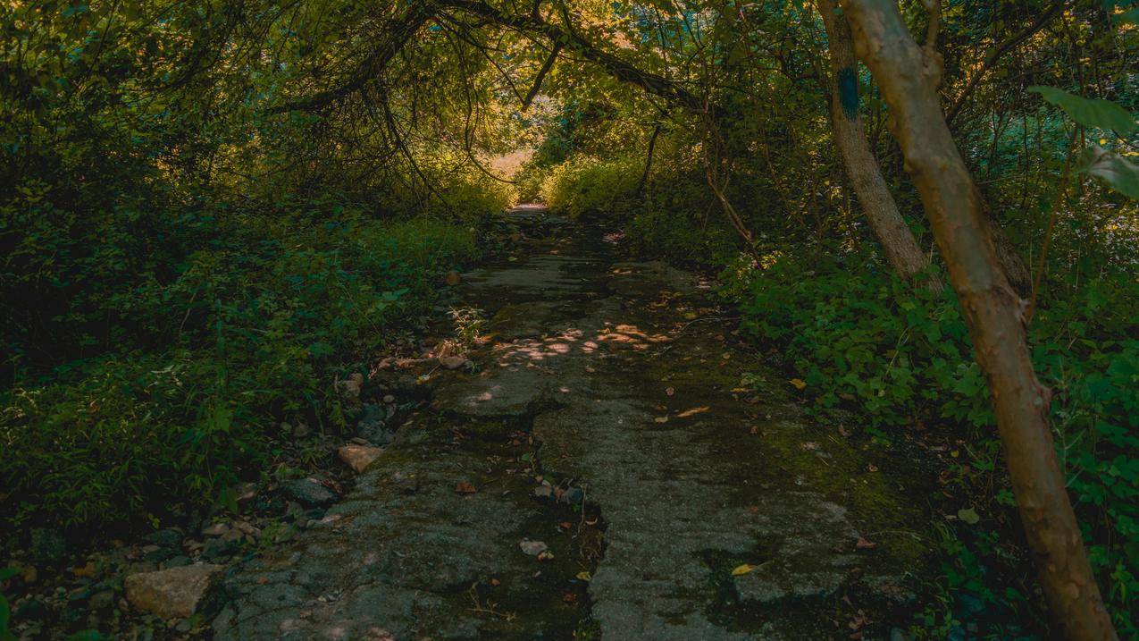 路径,森林,树木