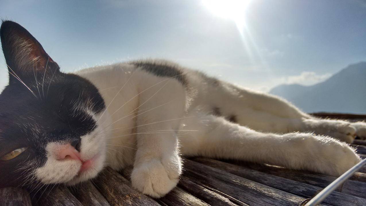 猫,动物,意大利,木头表面,阳光