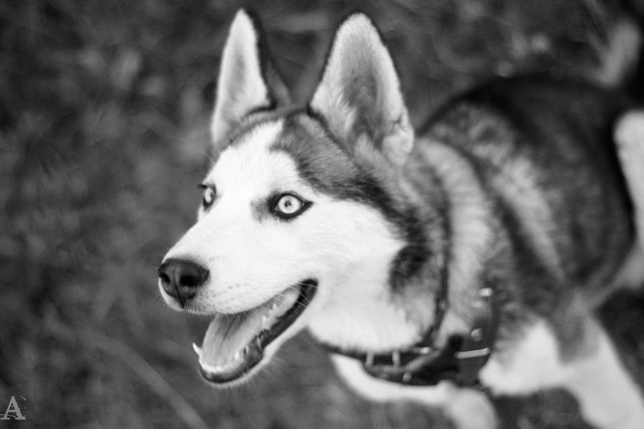 黑白相间的狗在木制摊位的背景上微笑高清摄影大图-千库网