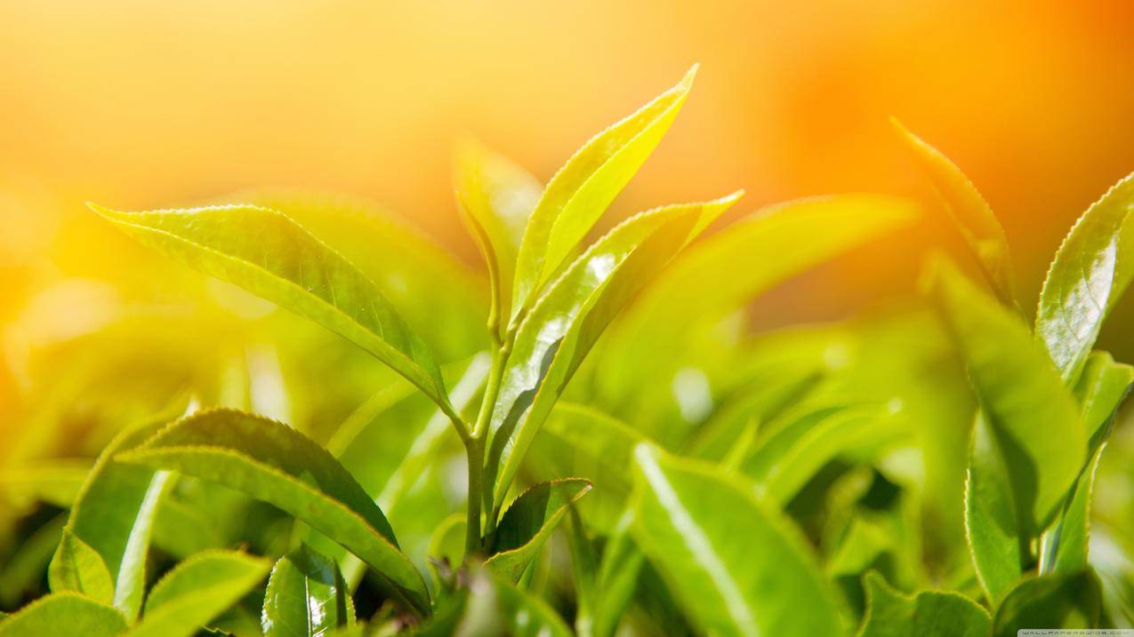 特写镜头,植物,阳光,树叶
