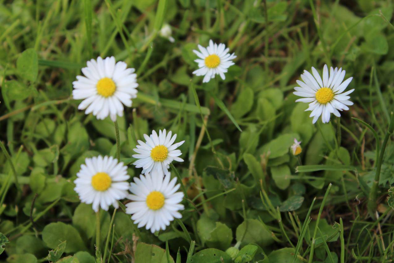 花,母菊