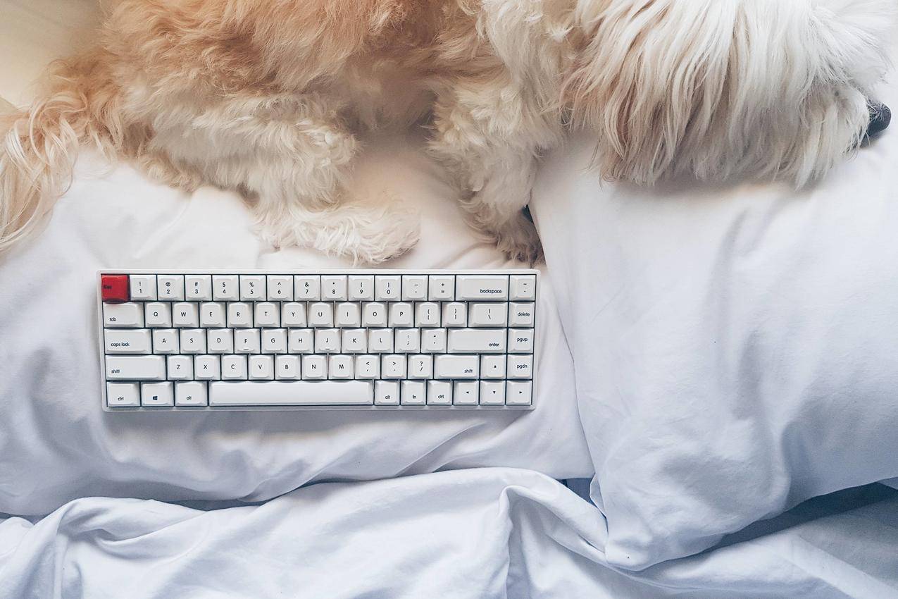 机械键盘,狗,床,枕头