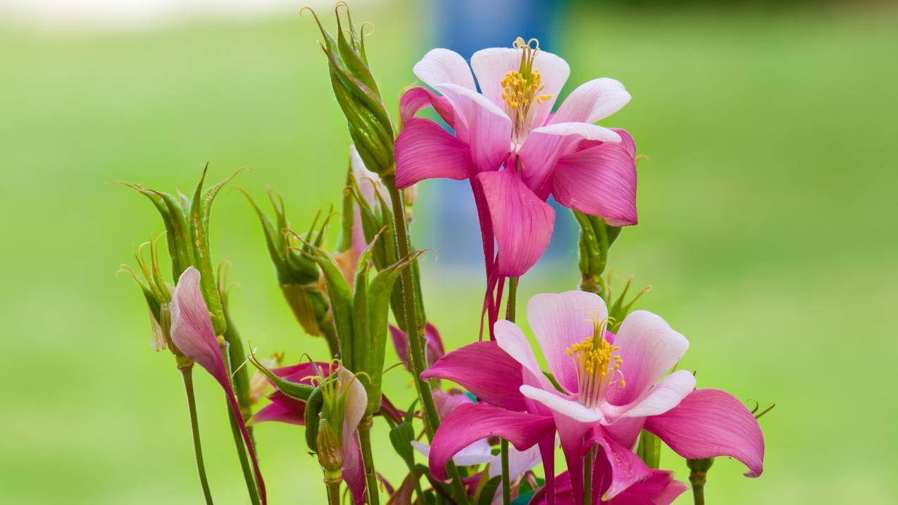 植物,花卉,小花