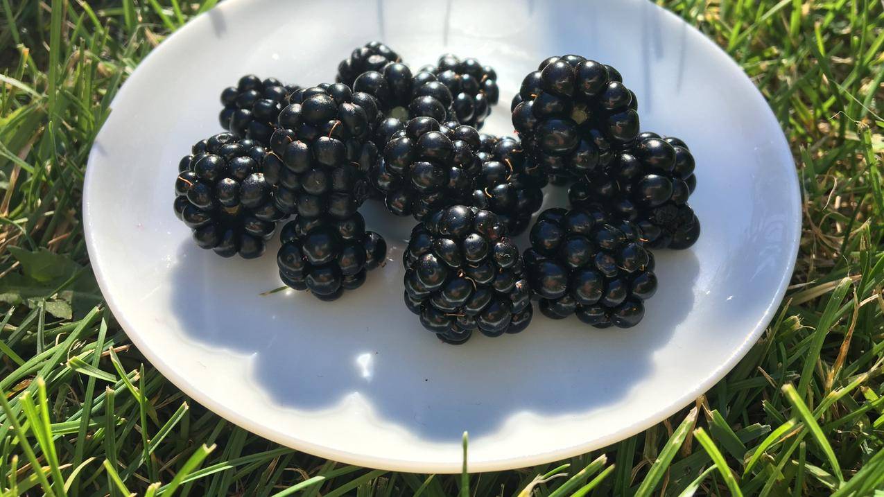 食物,浆果