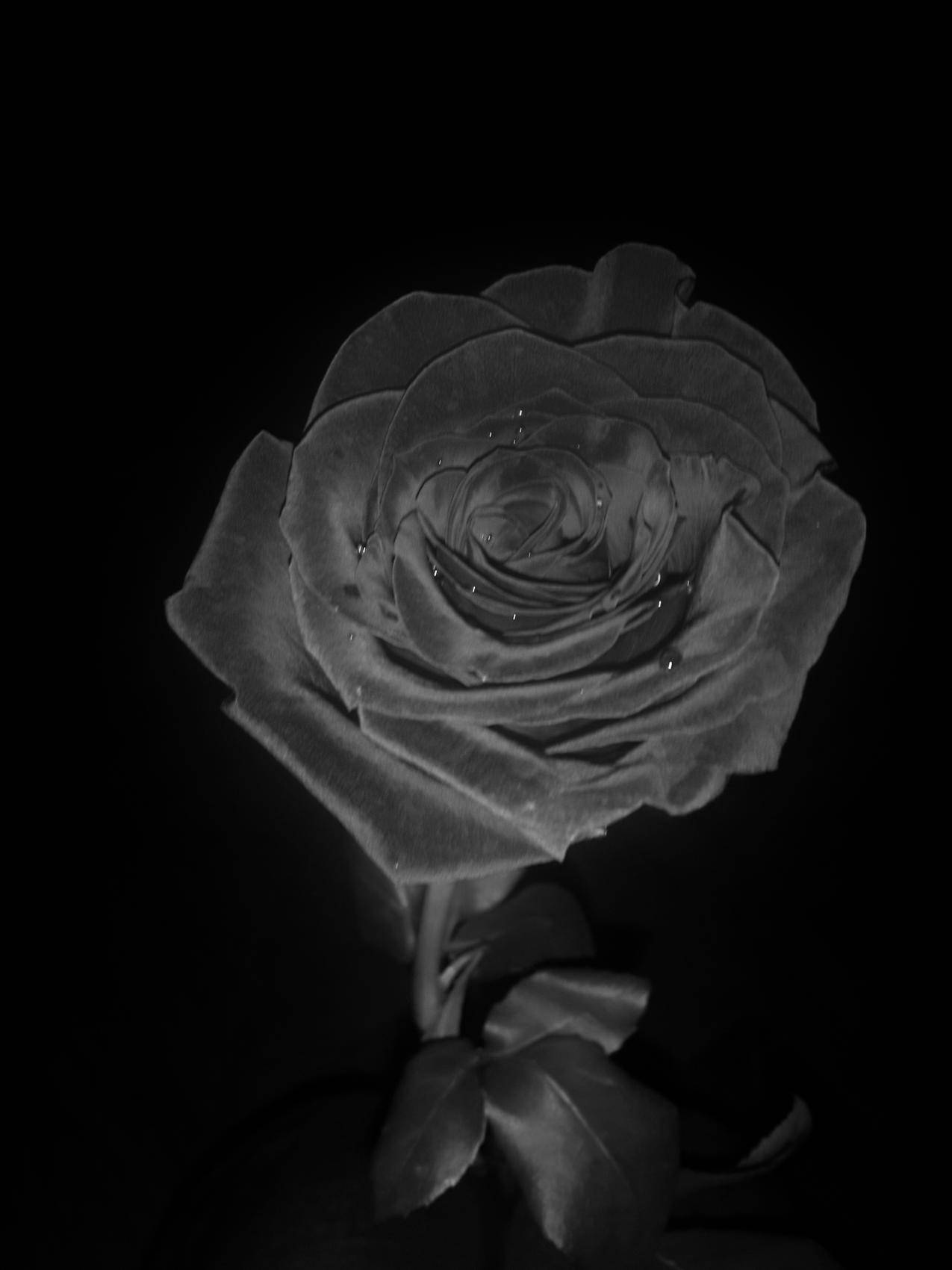 单色,玫瑰,自然,滤光片