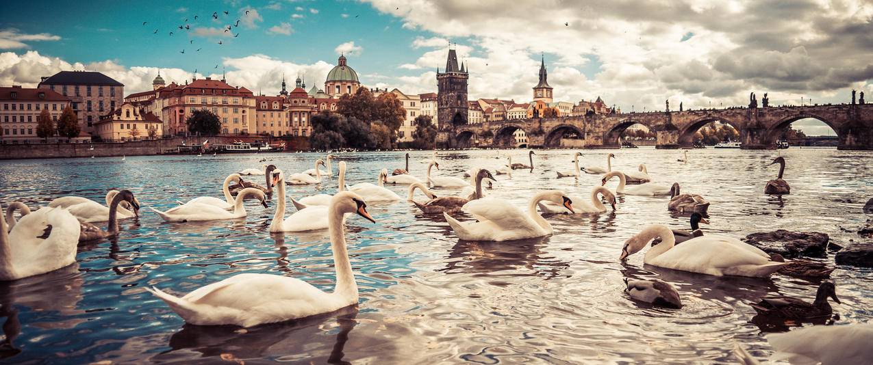 布拉格,巨乐,天鹅,动物,城市景观,河流,MoldauRiver,鹅,蓝色,全景