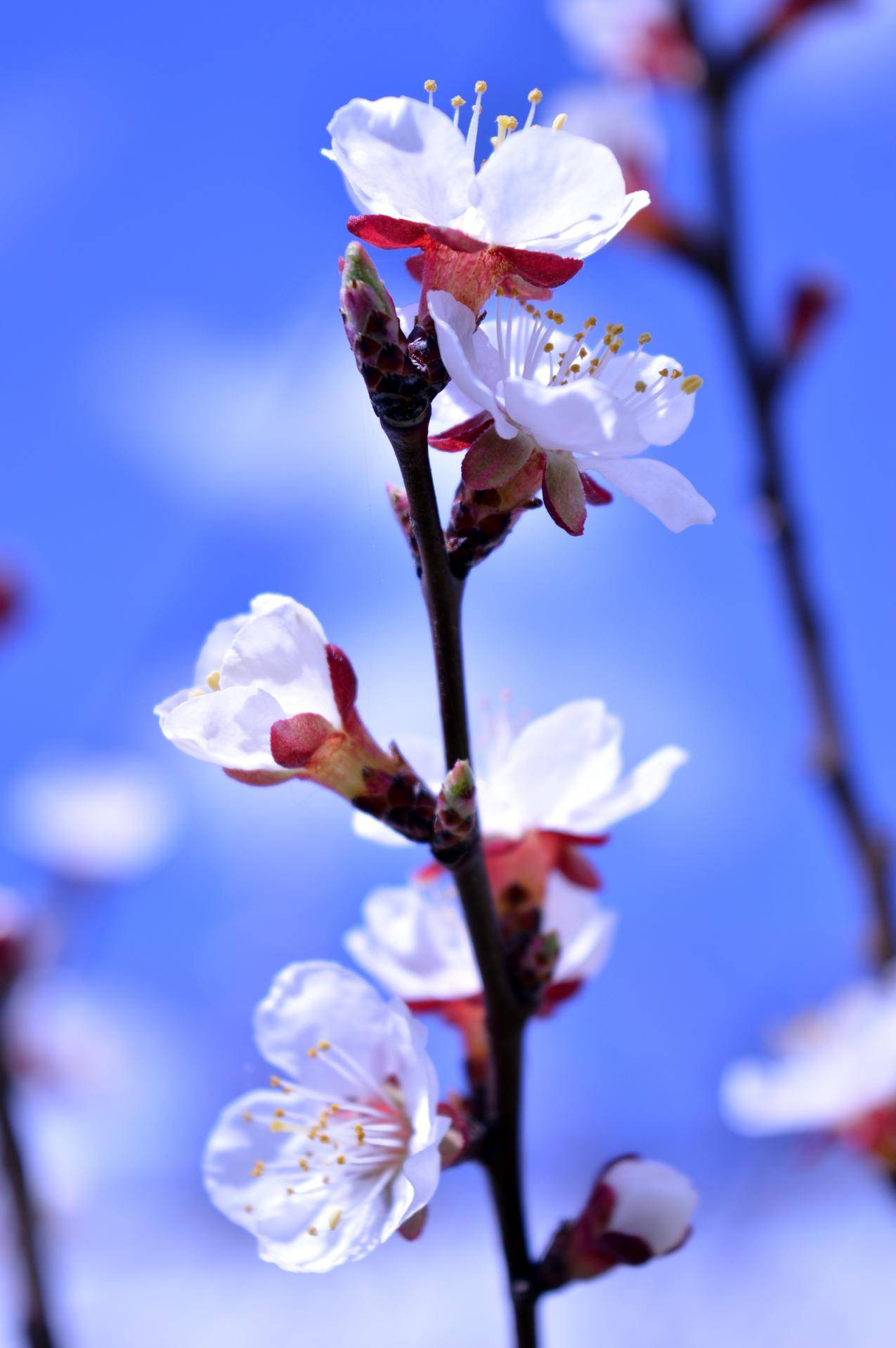 花,自然,蓝色,春天,模糊