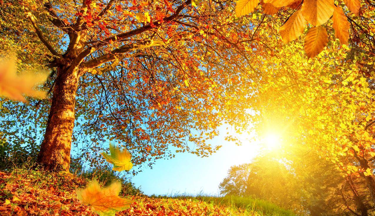太阳,树木,秋天