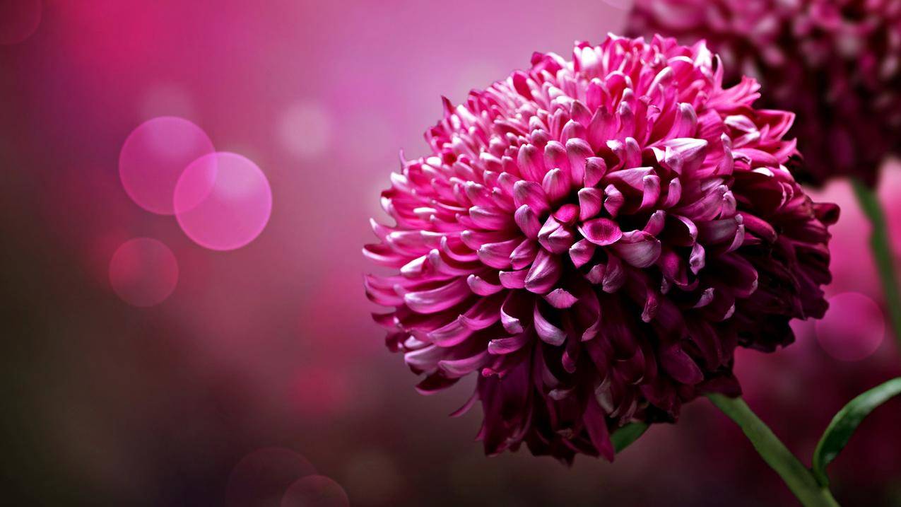 花,pinkflowers,散景,宏
