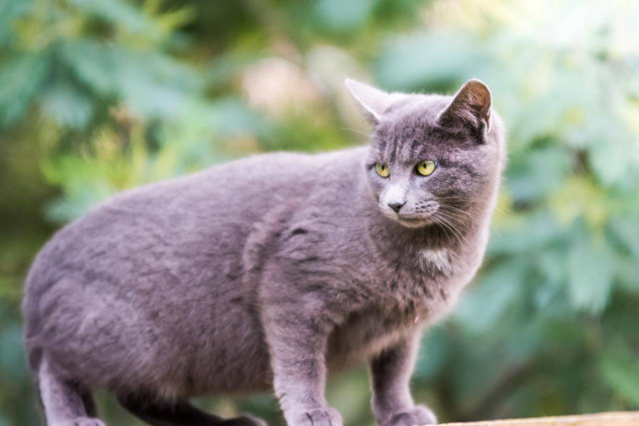 猫,特写镜头,动物