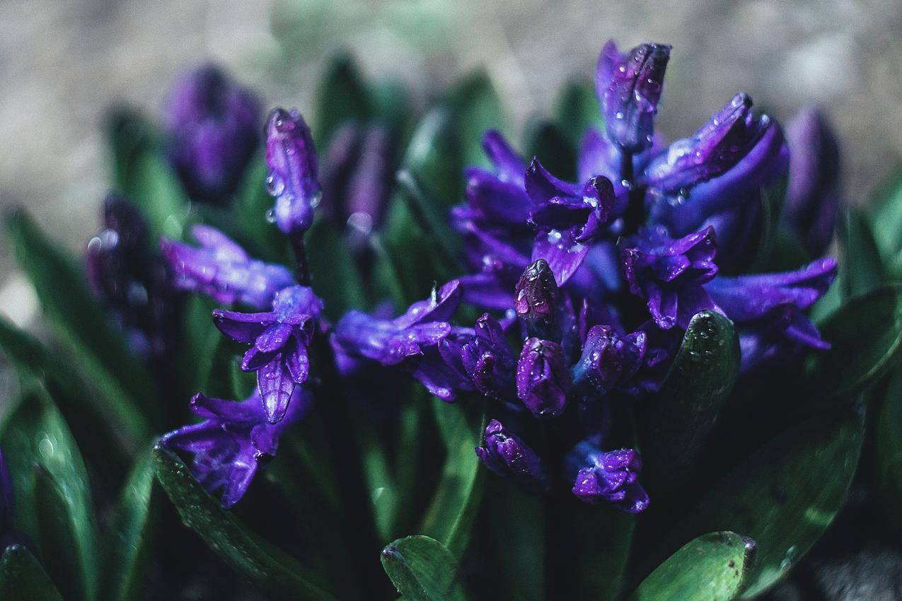 自然,花朵,特写镜头,紫色,水滴